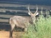 1X WATERBOKBUL/WATERBUCK BULL R: 26" ; L: 25" - 2