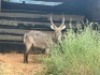 1X WATERBOKBUL/WATERBUCK BULL R: 26" ; L: 25" - 3