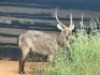 1X WATERBOKBUL/WATERBUCK BULL R: 26" ; L: 25" - 4