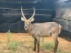 1X WATERBOKBUL/WATERBUCK BULL R: 26" ; L: 26" - 2