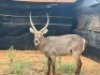 1X WATERBOKBUL/WATERBUCK BULL R: 26" ; L: 26" - 3