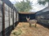 1X WATERBOKBUL/WATERBUCK BULL R: 26" ; L: 26" - 4