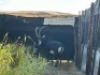 1X SWARTWITPENSBUL/SABLE BULL R: 43 3/4" ; L: 40 3/4" - 2