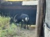 1X SWARTWITPENSBUL/SABLE BULL R: 43 3/4" ; L: 40 3/4" - 4