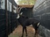 1X SWARTWITPENSBUL/SABLE BULL R: 44 3/4" ; L: 44 1/4"&nbsp; &nbsp;BASE: R: 9" ; L: 9 1/4" - 2