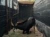 1X SWARTWITPENSBUL/SABLE BULL R: 44 3/4" ; L: 44 1/4"&nbsp; &nbsp;BASE: R: 9" ; L: 9 1/4" - 3