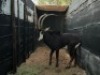 1X SWARTWITPENSBUL/SABLE BULL R: 44 3/4" ; L: 44 1/4"&nbsp; &nbsp;BASE: R: 9" ; L: 9 1/4" - 5