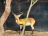1X LECHWE RAM R: 27 1/4" ; L: 26 3/4" - 2