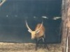 1X LECHWE RAM R: 27 1/4" ; L: 26 3/4" - 3