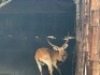 1X LECHWE RAM R: 27 1/4" ; L: 26 3/4" - 4