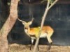 1X LECHWE RAM R: 27 1/4" ; L: 26 3/4" - 5