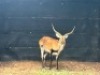 1X LECHWE RAM R: 25" ; L: 25" - 2