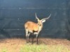 1X LECHWE RAM R: 25" ; L: 25" - 3