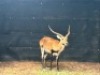 1X LECHWE RAM R: 25" ; L: 25" - 4