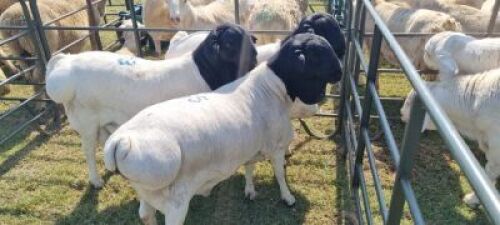 1X SWART KOP PERSIE - SAKKIE NEL