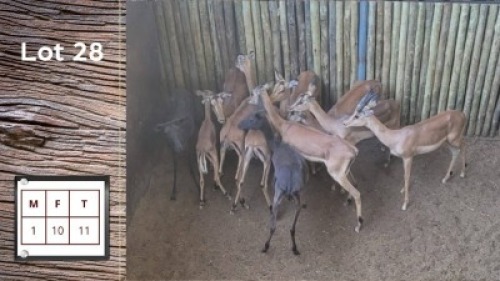 2X swart Rooibok F:2 (Per Piece to take the lot/Per stuk om lot te neem)