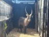 1X WATERBOKBUL/WATERBUCK BULL R: 29 1/2" ; L: 29 1/2" - 2