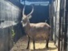 1X WATERBOKBUL/WATERBUCK BULL R: 29 1/2" ; L: 29 1/2" - 3
