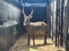 1X WATERBOKBUL/WATERBUCK BULL R: 29 1/2" ; L: 29 1/2" - 4