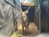 1X WATERBOKBUL/WATERBUCK BULL R: 28&nbsp;1/2" ; L: 27" - 2