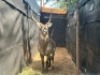 1X WATERBOKBUL/WATERBUCK BULL R: 28&nbsp;1/2" ; L: 27" - 3