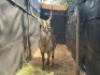 1X WATERBOKBUL/WATERBUCK BULL R: 28&nbsp;1/2" ; L: 27" - 4