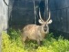 1X WATERBOKBUL/WATERBUCK BULL R: 25&nbsp;1/2" ; L: 26" - 2