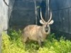 1X WATERBOKBUL/WATERBUCK BULL R: 25&nbsp;1/2" ; L: 26" - 3