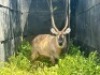 1X WATERBOKBUL/WATERBUCK BULL R: 25&nbsp;1/2" ; L: 26" - 4