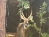 1X WATERBOKBUL/WATERBUCK BULL R: 26 14" ; L: 25 3/4" - 2