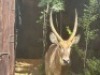 1X WATERBOKBUL/WATERBUCK BULL R: 26 14" ; L: 25 3/4" - 3