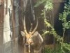 1X WATERBOKBUL/WATERBUCK BULL R: 26 14" ; L: 25 3/4" - 4