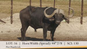 1X BUFFELBUL /BUFFALO BULL 44 2/8" SCI: 130