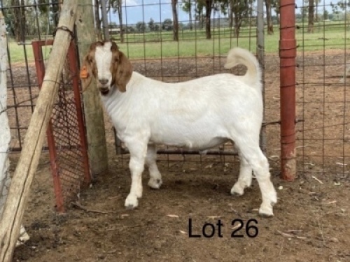 LOT 26&nbsp; -&nbsp; 1X (M) BOK W.A.S. SNYDERS/R.RIEKERT