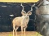 1X KOEDOEBUL/KUDU BULL R: 51 1/4" ; L: 47" - 3