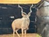 1X KOEDOEBUL/KUDU BULL R: 51 1/4" ; L: 47" - 2