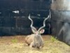 1X KOEDOEBUL/KUDU BULL R: 51 1/4" ; L: 47" - 4