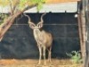 1X KOEDOEBUL/KUDU BULL R: 55 6/8" ; L: 55 3/8" - 2