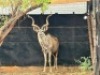 1X KOEDOEBUL/KUDU BULL R: 55 6/8" ; L: 55 3/8" - 3