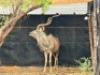 1X KOEDOEBUL/KUDU BULL R: 55 6/8" ; L: 55 3/8" - 4