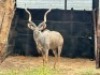 1X KOEDOEBUL/KUDU BULL - 2