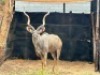 1X KOEDOEBUL/KUDU BULL - 3