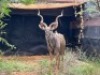 1X KOEDOEBUL/KUDU BULL - 2