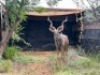 1X KOEDOEBUL/KUDU BULL - 3