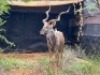 1X KOEDOEBUL/KUDU BULL - 4