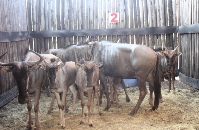 LOT 2A 8 X BLOUWILDEBEES V/F:4 MBWB 4(PER STUK OM LOT TE NEEM)