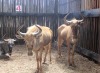 LOT 4A 2 X GOUE-WILDEBEES M:2 MBWB 2 (PER STUK OM LOT TE NEEM)