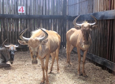 LOT 4A 2 X GOUE-WILDEBEES M:2 MBWB 2 (PER STUK OM LOT TE NEEM)