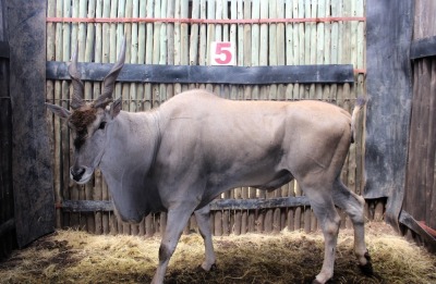 LOT 5 1 X ELAND M:1 OMEGA