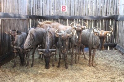 LOT 8B 6 X BLOUWILDEBEES V/F:6 MBWB 4 (PER STUK OM LOT TE NEEM)